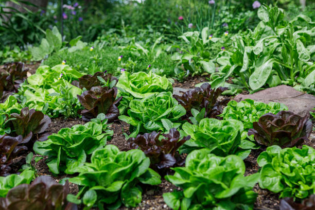 istock Red and Green Butterhead Lettuce 1454464754