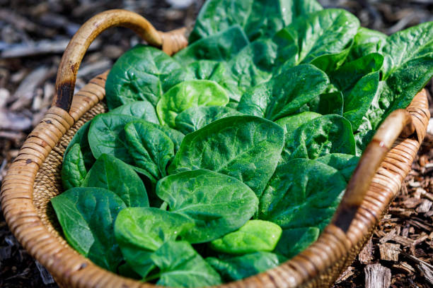 istock Fresh Spinach in a Basket 1454464788