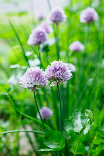 istock Chives in the Garden 1454464814