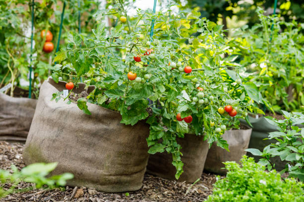 Cherry Tomatoes in a Container Garden Cherry tomatoes and other vegetables growing in a row of fabric grow bags in the summer in an organic home garden grow bag stock pictures, royalty-free photos & images