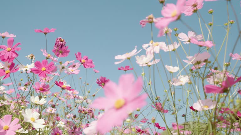 Pink cosmos flower in the wind at cosmos flower field