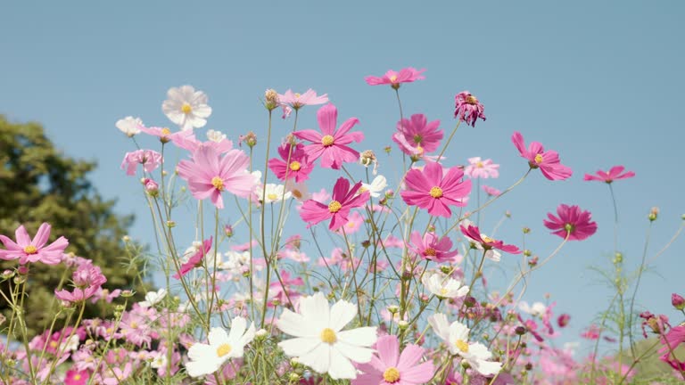 Pink cosmos flower in the wind at cosmos flower field