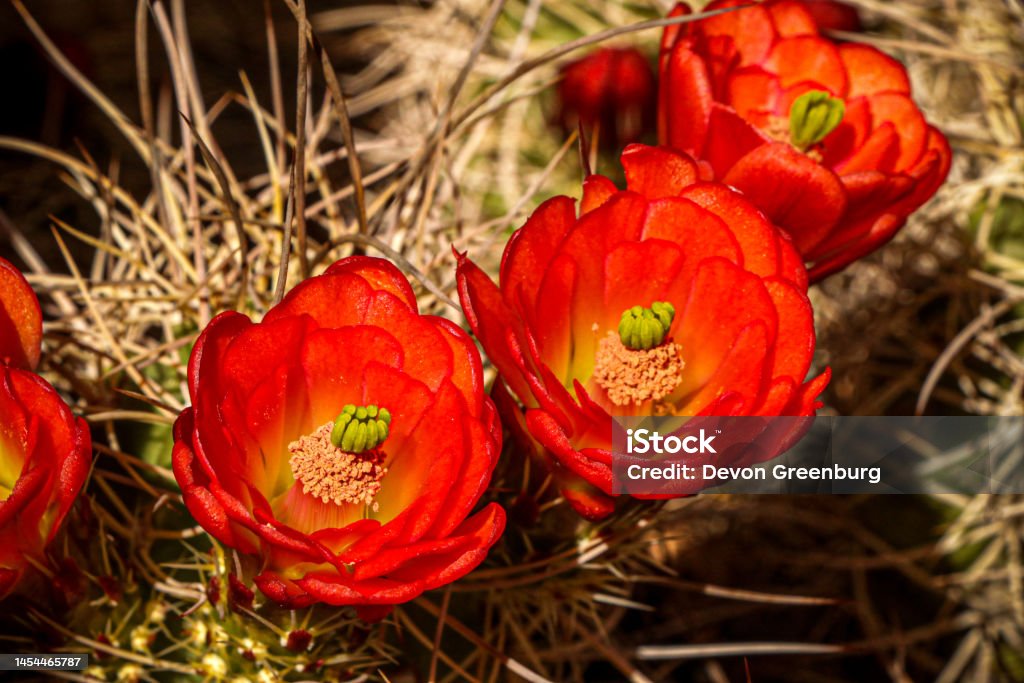 Floración De Flores De Cactus Foto de stock y más banco de imágenes de  Afilado - Afilado, Cactus, Color - Tipo de imagen - iStock