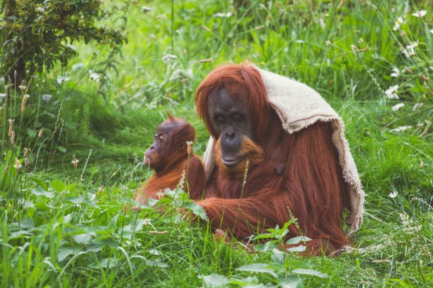 오랑우탄 엄마와 아기 - young animal orangutan mother ape 뉴스 사진 이미지