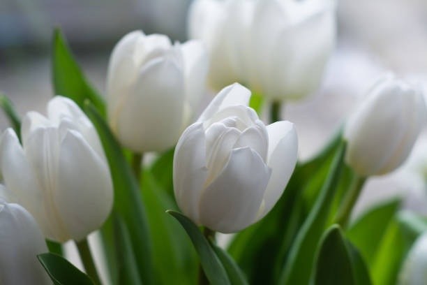 istock Several blooming white tulips on a light background 1454466808