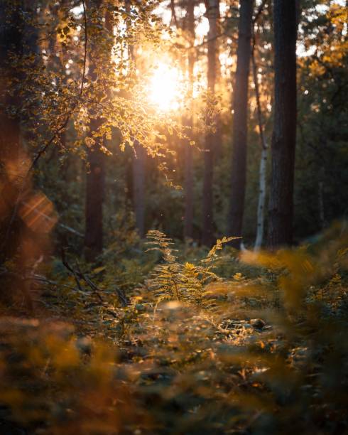 istock Vertical shot of golden sunlight seeping though dense forest foliage 1454468187