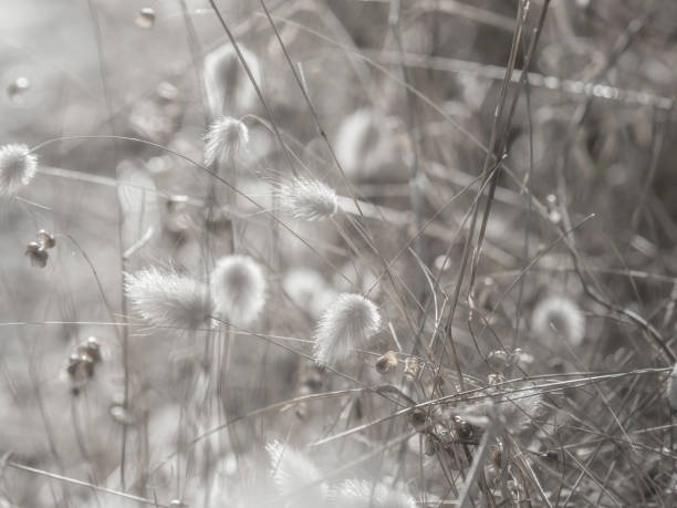 istock Close up dried fluffy grass 1454468523