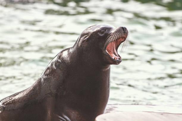 istock California Sea Lion 1454470842