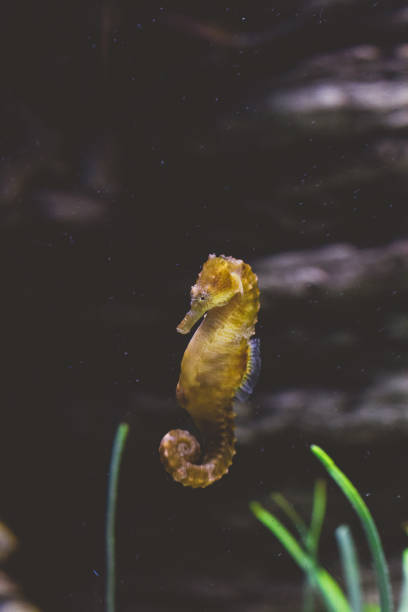 short-snouted seahorse - snouted imagens e fotografias de stock