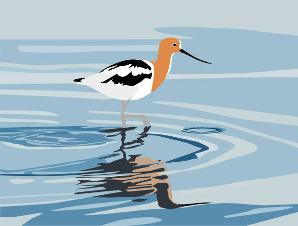 American Avocet Wading in Water American Avocet bird, wading in water, color vector illustration avocet stock illustrations