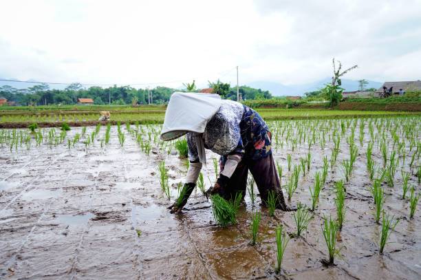 istock A female farmer planting rice 1454473492