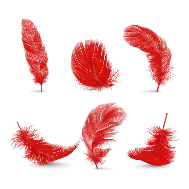 ilustrações, clipart, desenhos animados e ícones de vector 3d realista vermelho penugem penas definidas isoladas no fundo branco. modelo de design de penas detalhadas de flamingo, anjo, pássaro. leveza, conceito de liberdade - feather