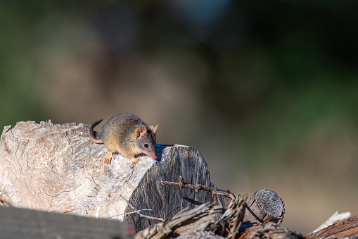 Yellow-footed antechinus (Antechinus flavipes)