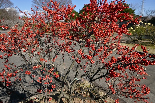 Japanese winterberry ( Ilex serrata ) berries. Aquifoliaceae deciduous shrub. Pale purple flowers bloom in early summer and red berries ripen from autumn to winter.