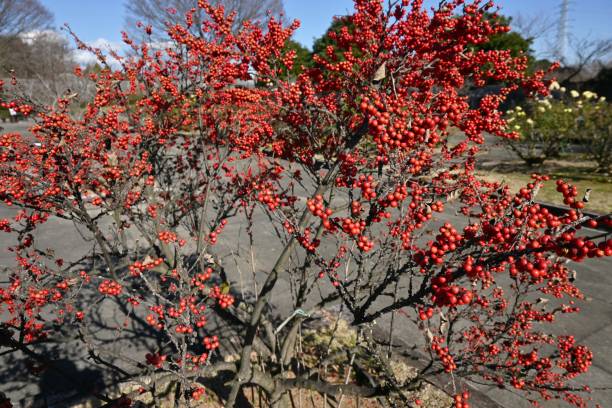 Japanese winterberry ( Ilex serrata ) berries. Japanese winterberry ( Ilex serrata ) berries. Aquifoliaceae deciduous shrub. Pale purple flowers bloom in early summer and red berries ripen from autumn to winter. winterberry holly stock pictures, royalty-free photos & images
