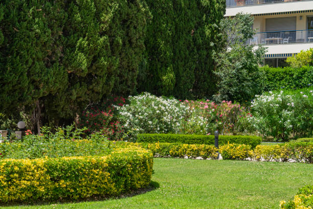 istock Garden. Cimiez. Nice 1454477438