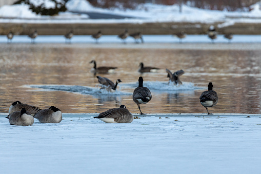 A shallow focus shot of geese in the artificial lake of the city