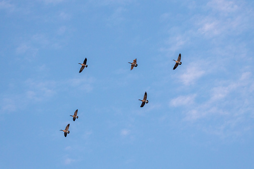 A beautiful view of six geese flying in the sky
