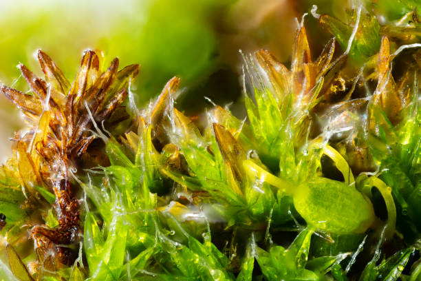 mosses close up with capsules - forest tundra imagens e fotografias de stock