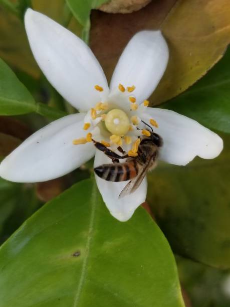 istock Little white flower with a bee 1454479318