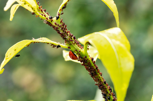 Aphids eaten by ladybugs. A pest for many plants