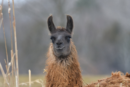 Close up of a llama standing in a fall pasture