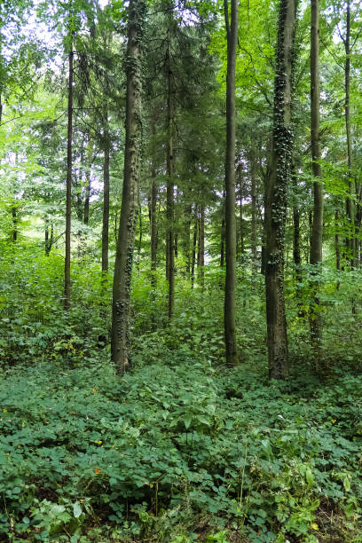 istock Beautiful view into a dense green forest with bright sunlight casting deep shadow 1454483104