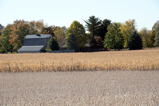 soybeans and corn growing in a field