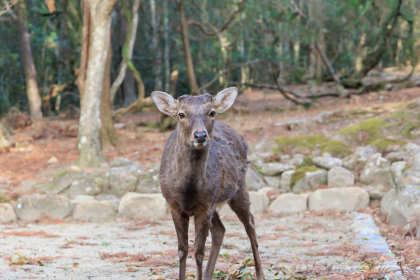 istock Kasuga Taisha deer [Japan: Nara] 1454486515
