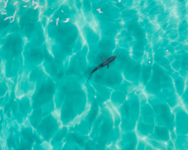luftaufnahme eines hais im blauen wasser - sand tiger shark stock-fotos und bilder