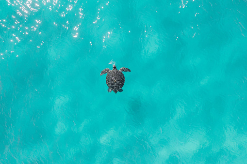 Aerial view of a turtle in blue water