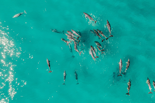 Aerial view of a pod of dolphins in the shallow water