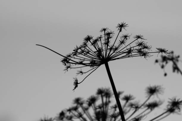 istock Low angle view of wilted plant against clear sky 1454492962