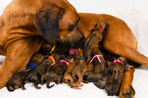 What To Feed My Dog After Giving Birth what-to-feed-my-dog-after-giving-birth