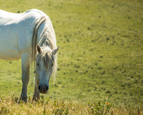 Outdoor rural scene of an adult white Percheron horse standing with its head down looking at the camera in a pasture of green grass.