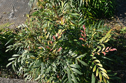 Chinese mahonia ( Berberis fortunei ) flowers. Berberidaceae evergreen shrub. Yellow flowers bloom in autumn and black berries ripen in spring.