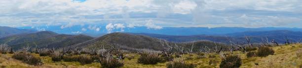 Panorama of snowy mountains landscape from Mount Nimmatel regeneration from bush fires in Australia with pretty clouds Panorama of snowy mountains landscape in Australia showing trees and mountains that were burnt in bush fires with regeneration and pretty clouds. high country stock pictures, royalty-free photos & images