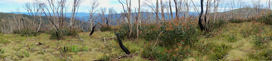 Panorama of snowy mountains landscape in Australia showing trees and mountains that were burnt in bush fires with regeneration