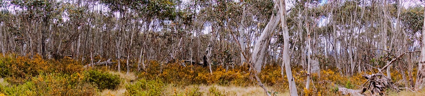 Panorama of snowy mountains landscape in Australia showing alpline trees, eucalypts and flowers