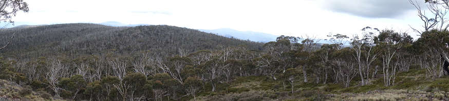 Panorama of snowy mountains landscape in Australia showing trees and mountains that were burnt in bush fires with regeneration