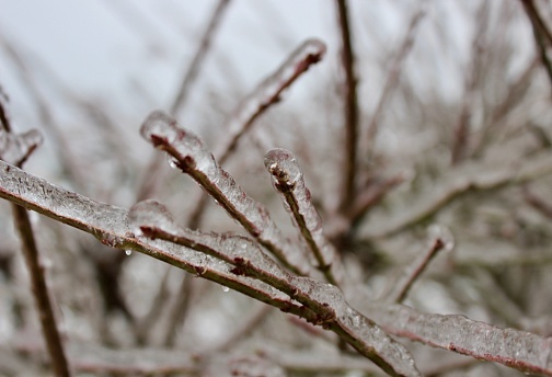 A Frozen Bush In An Ice Storm