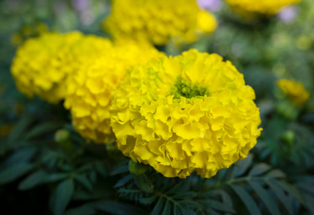 マリーゴールドの花の接写、大きな黄色い花が庭に咲いています。切り花。 - cut flowers close up saturated color flower head ストックフォトと画像