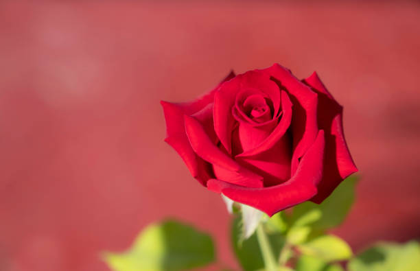 赤い背景に自然光と一本の赤いバラの花の接写。切り花。 - cut flowers close up saturated color flower head ストックフォトと画像