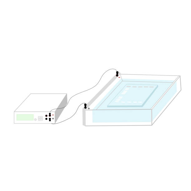 ilustrações de stock, clip art, desenhos animados e ícones de the picture of agarose gel electrophoresis technique for dna detection that identifies the target molecule with molecular weight compare to the standard dna. - agarose