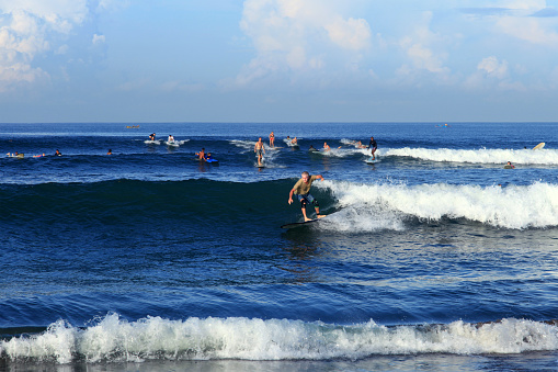 Several surfers riding waves with longboard surfboards at Batu Bolong Beach in Canggu, Bali, Indonesia. Batu Bolong is locally famous for longboard wave riding in Bali.