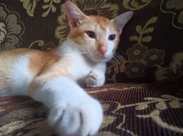 istock orange and white cat 1454502391