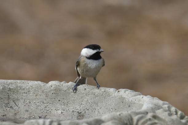 istock Carolina Chickadee (poecile carolinensis) perched on a concrete bird bath 1454502497