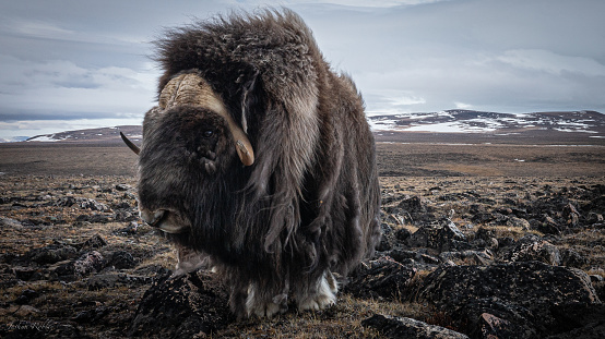 Musk Ox in NW Greenland
