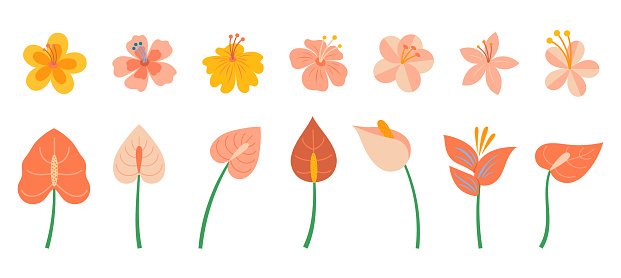 Vector illustration set of exotic tropical flowers isolated on white background. Includes hibiscus, anthurium and frangipani.