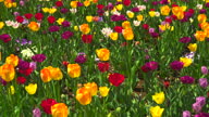 istock Tulip field of colorful flowers. Springtime, nature. 1454504419